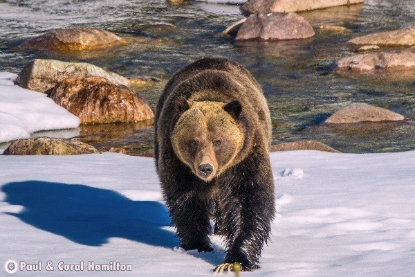 Jasper Wildlife During October